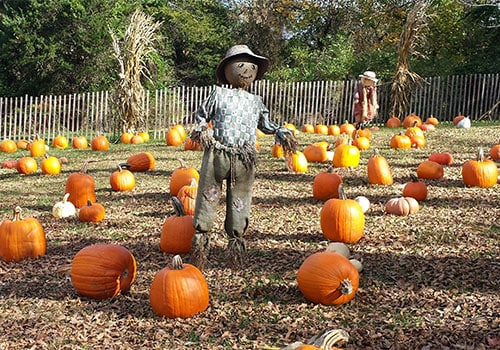 BridgewaterPumpkinPatch.jpg