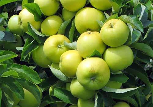 PickYourOwnApplesMelicksTownFarm