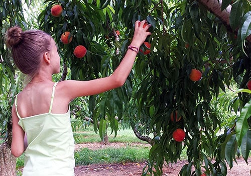 PickYourOwnPeaches