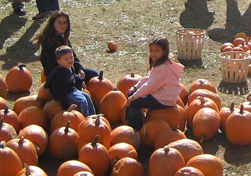 PumpkinsPrePicked