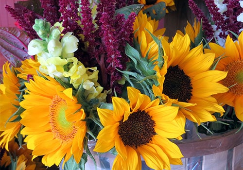 sunflower-bouquets